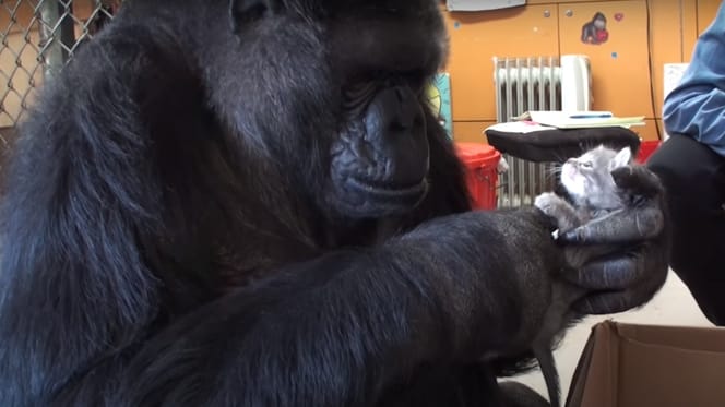Gorilla nero tiene un gattino grigio in mano