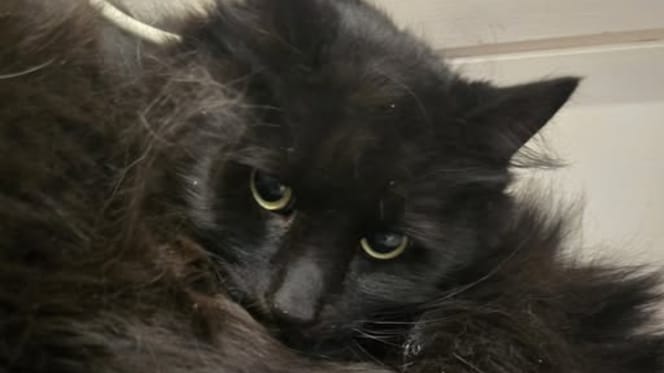 Schwarzer, zerzauster Kater