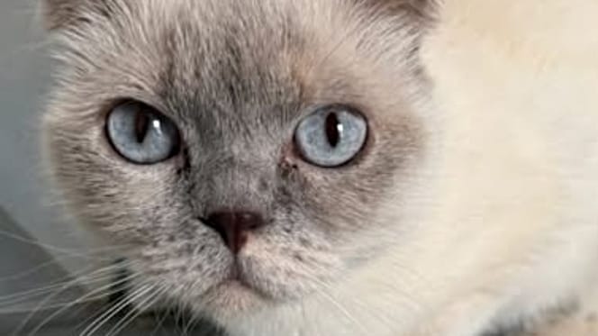 Scottish Fold Katze Emma