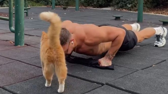 Cat interrupting a man's workout