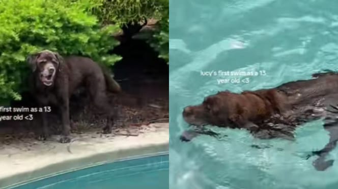 Senior dog by pool and swimming