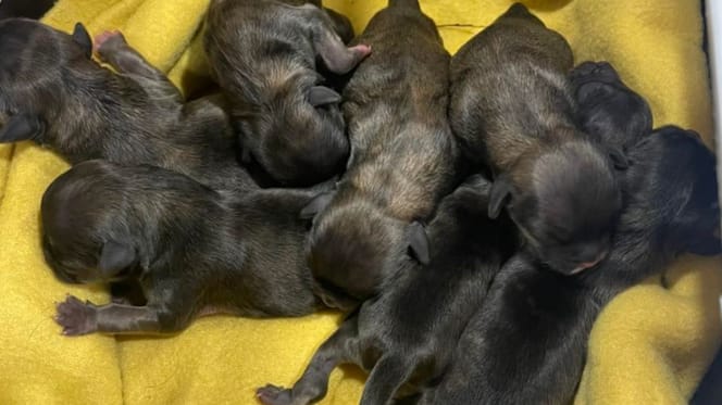 Sept chiots