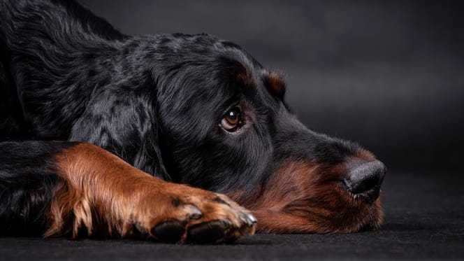 setter sur sfondo nero