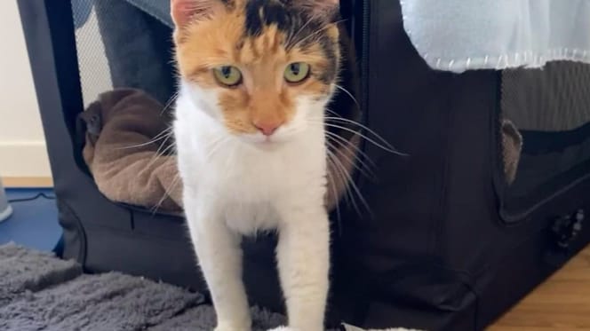 Shannon la chatte