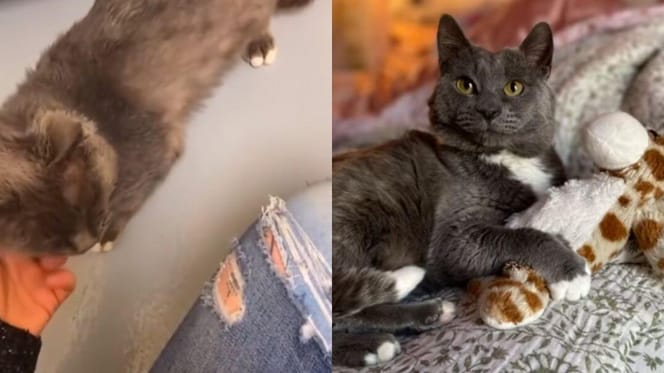 Shelter cat meeting new owner and after adoption