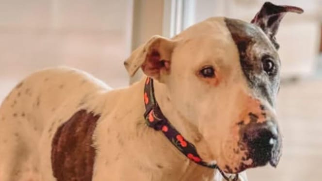 Shelter dog at hotel