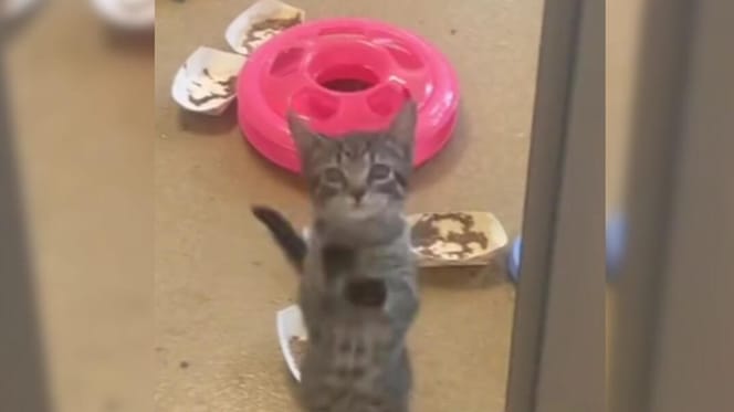 Shelter kitten jumping up at glass
