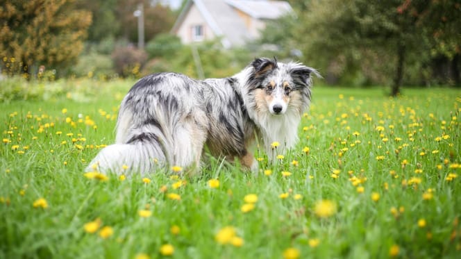 Sheltie auf einer Wiese