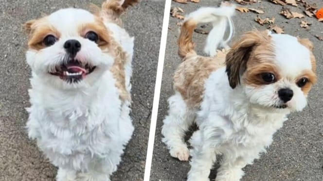 Shih Tzu „ManMan“