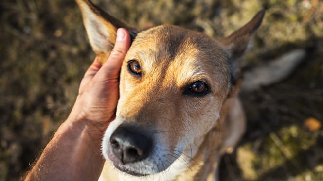 si-me-muero-que-pasa-con-mi-perro