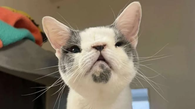 Sid, kot z deformacją nosa