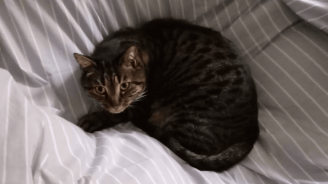 Silvestro gatto