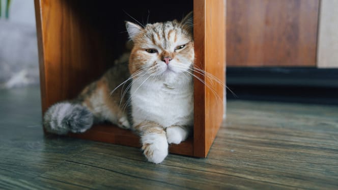 Slaperige katten hebben nog wat moeite met het Ramadan ritme