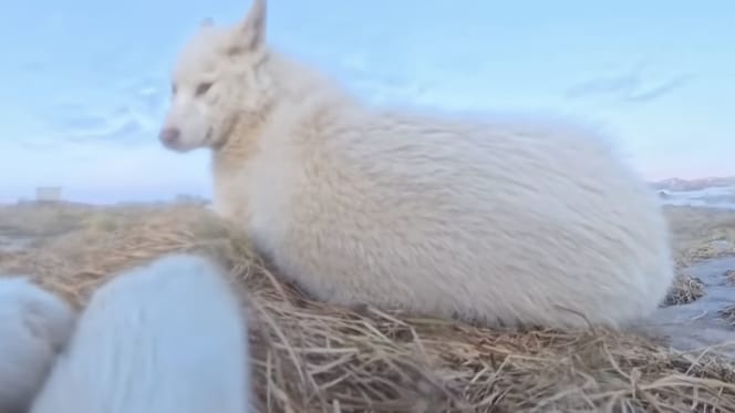 Sledehond gaat er vandoor met 360 graden action camera