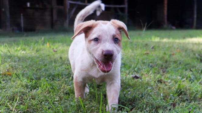 Small dog walking on grass