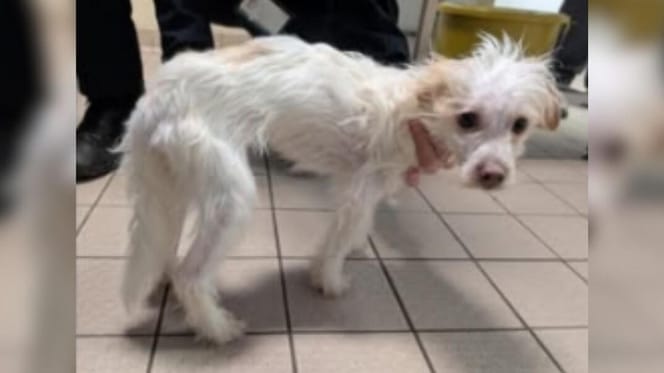 Small white emaciated dog
