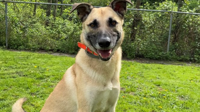 Snoop is op zoek naar een nieuw thuis. Adopteer jij hem?