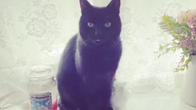 Sooty, a black cat