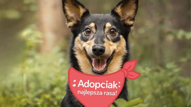 Spacer adopciaków 2026
