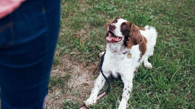 Spaniel on grass being trained