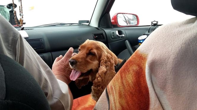 Spaniel sitting in car