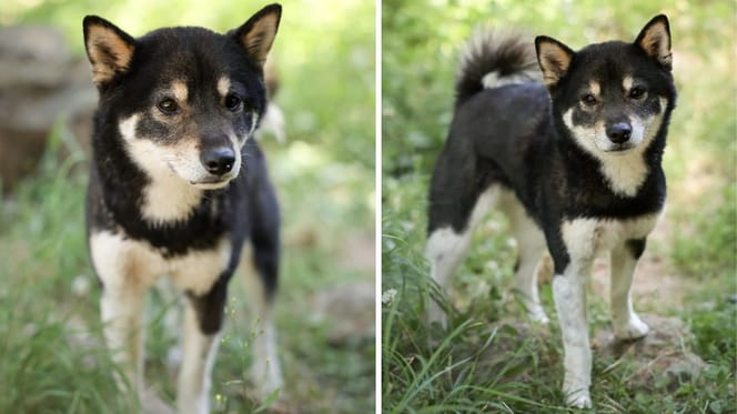 Sparrow, chien Shiba Inu à adopter