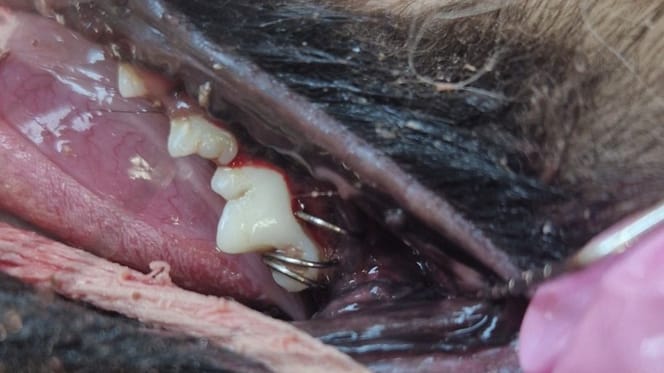 Spiralfeder um Hundezahn