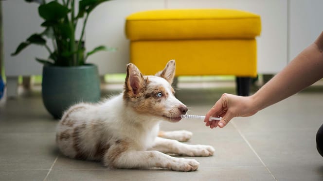 Spoedzorg wordt goedkoper door dierendagakkoord politiek