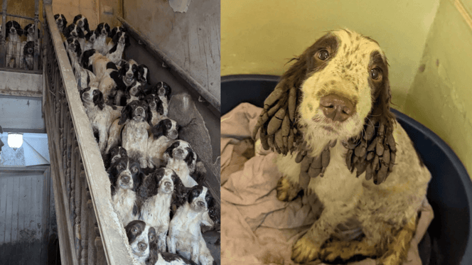 Springer Spaniels sitting on stairs in poor condition
