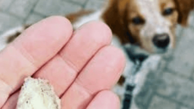spugne killer per cani