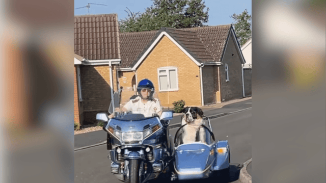 St Bernard travelling in a sidecar
