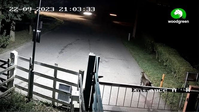 Staffie abandonado en protectora