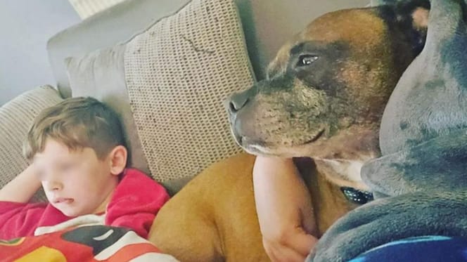 Staffordshire bull terrier