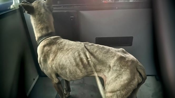 Sterk vermagerde hond gevonden in Rotterdam