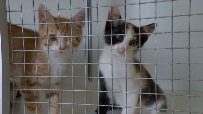 Stichting Scheldekat wil castratieplicht tegen explosie aan zwerfkatten