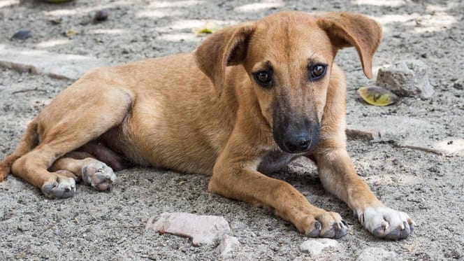 Stray dog sitting on dirt road