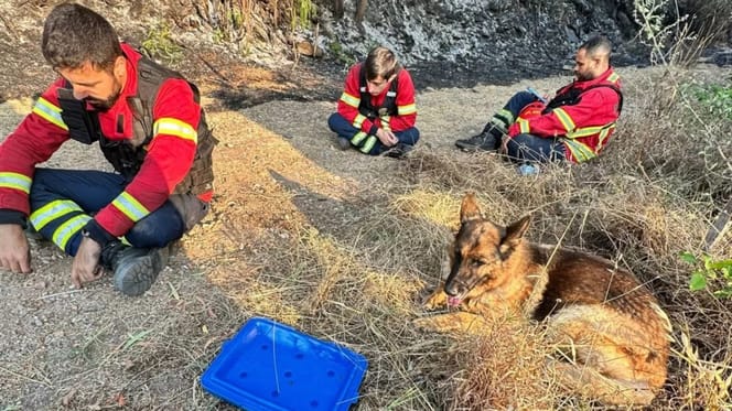 Brandweerlieden en hond