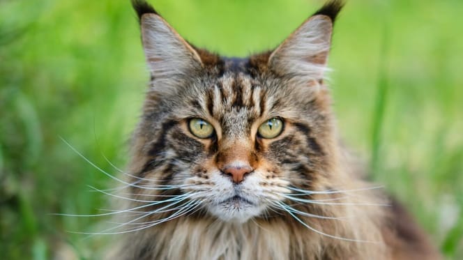 Maine Coon