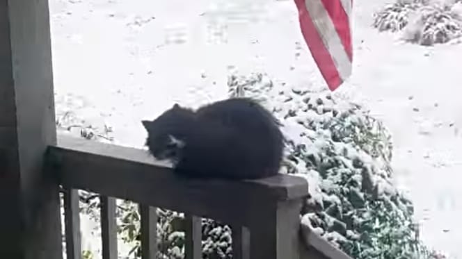 Streunerkatze im tiefen Schnee