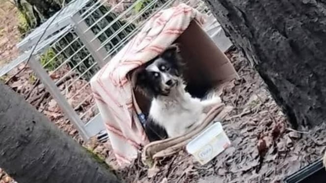 Im Wald ausgesetzte Hündin