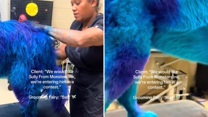 Sulley bei der Hundefrisörin