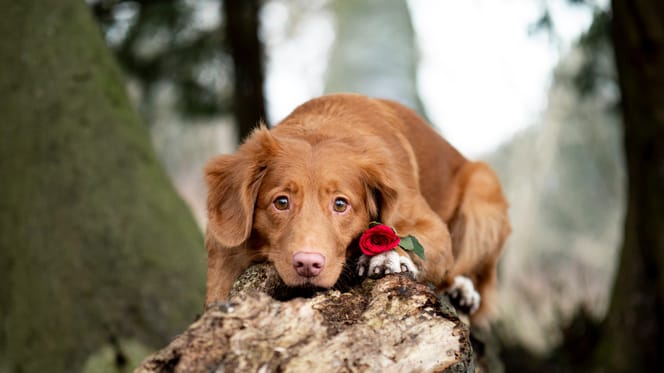 Swipen voor een date met de hond