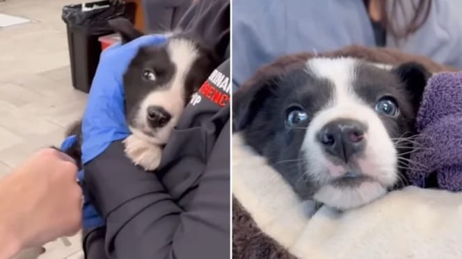 Cachorro condenado a la eutanasia