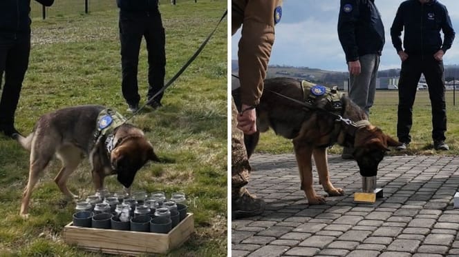 Szkolenie psów militarnych