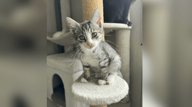Tabby and white kitten waiting for a home