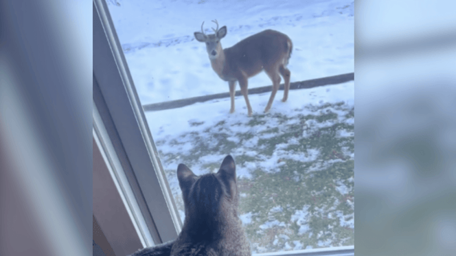 Tabby cat looking at a deer