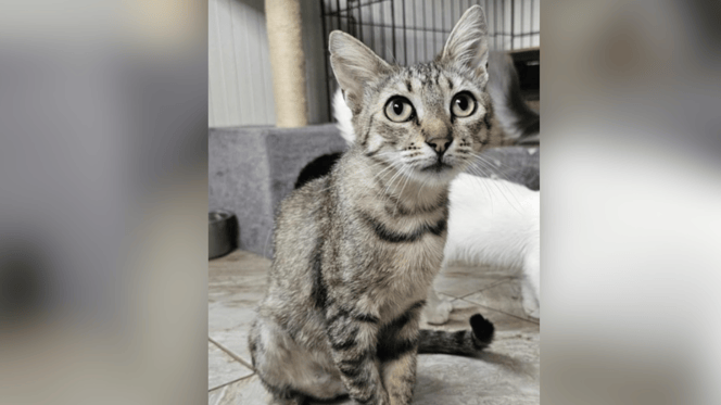 Tabby cat rescued by Safe Rescue UK