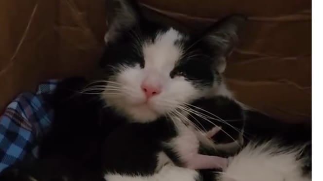 Taco et ses sept chatons, recueillis le soir même de leur naissance