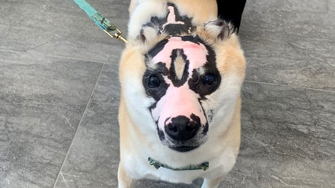 Taka, de Shiba Inu die leven verbrandde maar nu zelf therapiehond