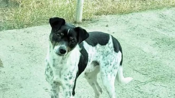tano-perro-adopcion-mazarron